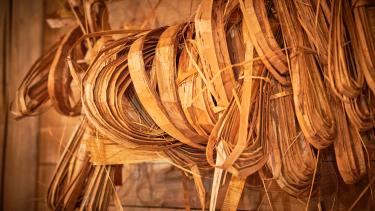 Dried Cedar hanging in the longhouse